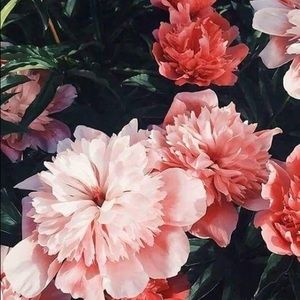 Meet your Posher, Caroline